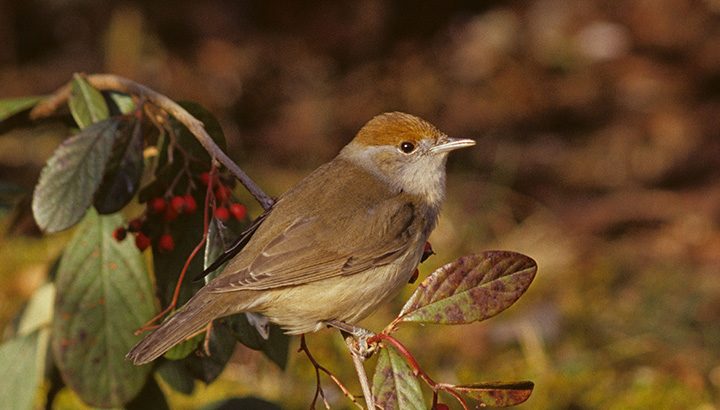 La migration des oiseaux